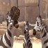 The South African Khumba: Official Trailer & Clip The South African Khumba: Official Trailer & Clip