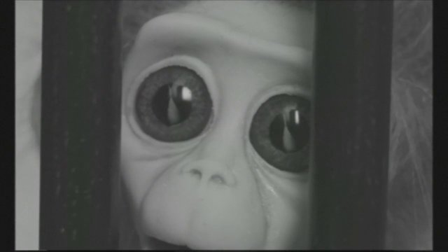 monkey-love-experiments